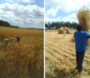  &nbsp; &nbsp; &nbsp; &nbsp; &nbsp; &nbsp; &nbsp; &nbsp; &nbsp; &nbsp; &nbsp; The Wheat Harvest  